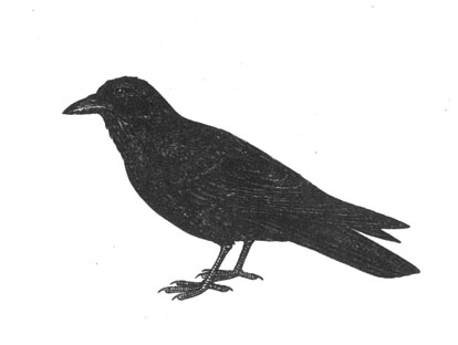 (Corvus orax), 60 