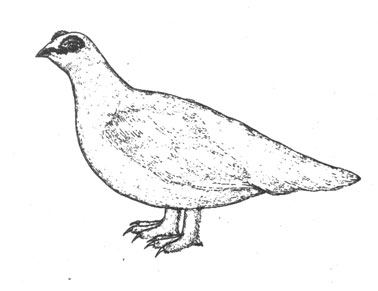   (Lagopus mutus), 33 