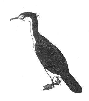   (Phalacrocorax atriceps), 61 