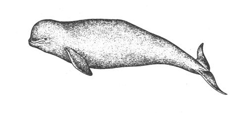  (Delphinapterm leucas), 5 