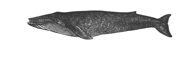   (Balaenoptera musculus), 29 