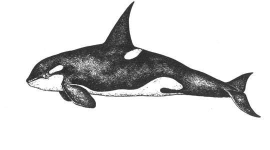  (Orcinus orca), 8 
