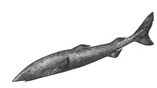   (Somniosus microcephalus), 6,5 