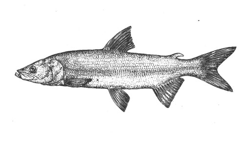  (Stenodus leucichthys), 150 
