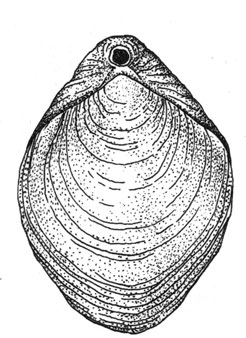  (Aerothyris joubini), 3 