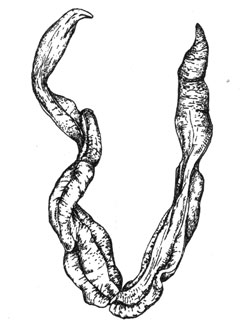  (Lineus corrugatus), 40 