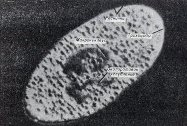 . 7-2. Paramecium bursaria - ,     Chlorella ()