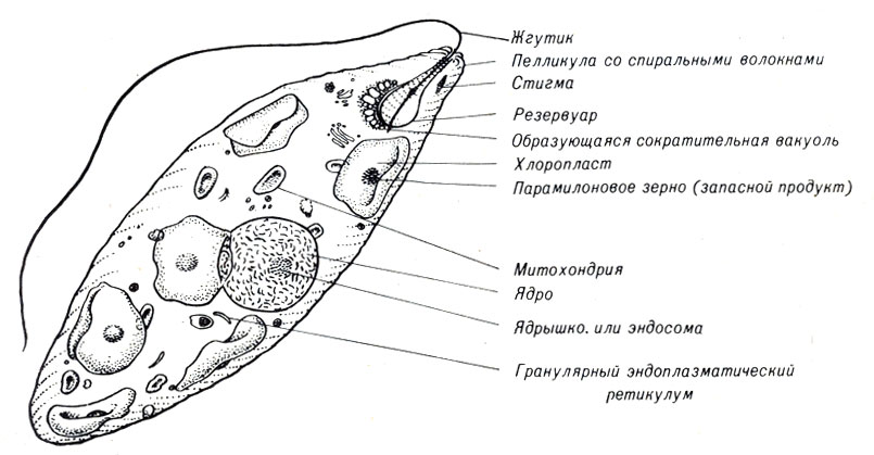 . 7-5.   Euglena gracilis