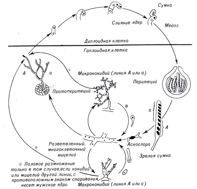 . 8-4.   Neurospora crassa ( Ascomycota)