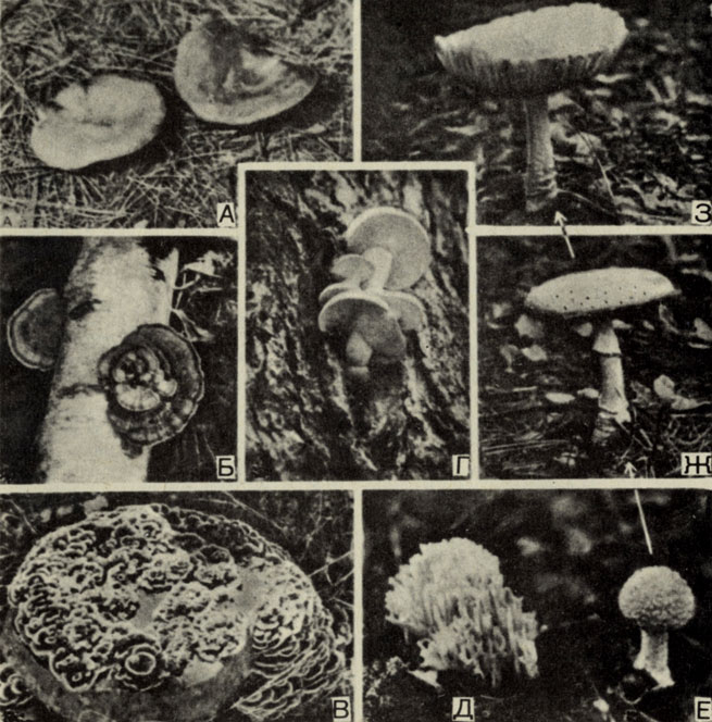 . 8-5.    Basidiomycota,    -   . A. Russula sp. , . Polyporus versicolor      . . ,     ,      . .  . , , 3.      Amanita muscaria,  ;   . ( R. Speck.)