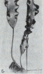 . 8-8.    ( Phaeophyta): . Laminaria ( )