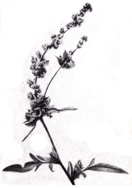 . 9-11.  (Ambrosia trifida) -      ,    . ( R. Speck.)