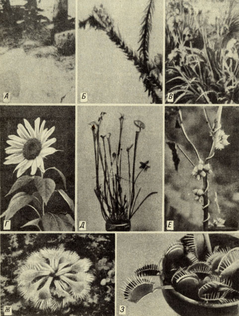. 9-12.  :  - Zostera marina-,     .  - Elodea - ,    ,  - Iris - , .  - Heiianthus - .  - Sarracenia - .  - Cuscuta - ,   .  - Drosera - . 3 - Dionaea muscipula -   ( , )