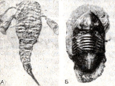 . 15-2.     . .  (Eurypterus lacustris) (Erie Country, -,   ). .  (Jsotelus gigas). (Trenton Falls, -,   ). ( D. Fisher.)