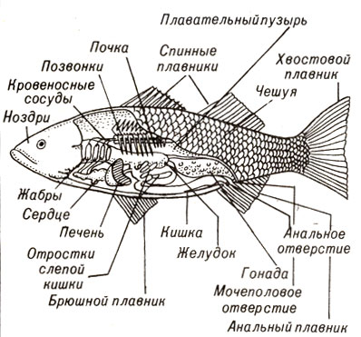 Сайт учителей биологии МБОУ Лицей № 2 города Воронежа - Внешнее строение рыб