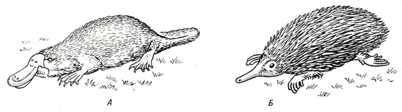 . 17-10.     ( Monotremata): .  (Ornithorhynchus). .   (Tachyglossus)