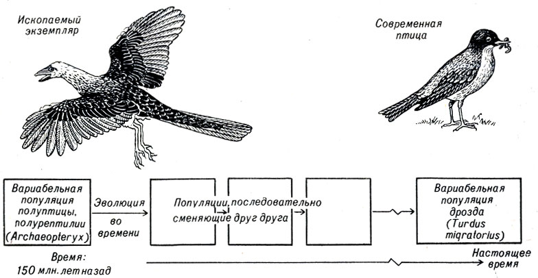 . 19-1.  .  -    .  Archaeopteryx, ,      ,      .    ,  : ,          .     ,   