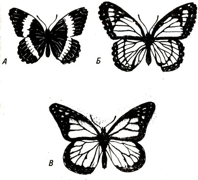 . 22-6.  , ,      ,  . .   (Danaus plexippus)      . .    - Limenitis archippus; A. L. arthemis  ,     L. archippus. (: Ecological chemistry, . P. Brower. Copyright.  Scientific American, Inc.   .)
