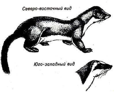 . 23-1.    ''     . (: Field Guide to the Mammals, Burt and Grossenheider, Houghton - Mifflin.)