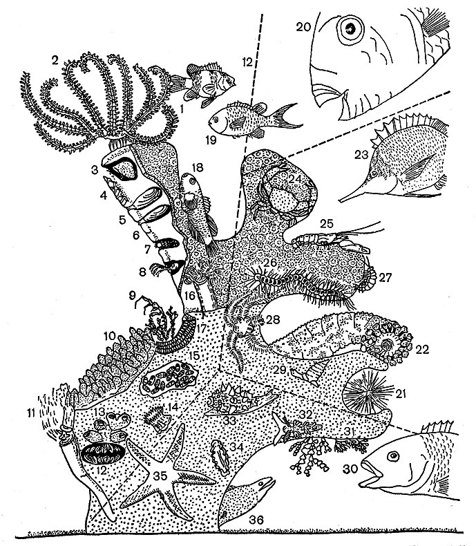   ( ). ,   ( 1  19): 1 -  (Dascyllus aruanus), 2 -   (Crinoidea), 3 -  (Leptoconcha), 4 -   (Cliona), 5 -   (Lithodomus), 6 - - (Cyanophycea), 7 -   (Decapoda), 8 -   (Cirripedia), 9 -   (Caprella), 10 -   (Alcyonaria), 11 -   (Vermetidae),12 - (Tridacna), 13 - , 14 - , 15 -  (Tunicata), 16 -   (Polychaeta), 17 -  (Bryozoa), 18 -  (Gobiodon), 19 -   (Chromis coeruleus), 20 - - (Calliodon),   .    ,    ( 21  29): 21 -   (Echinodermata), 22 - , 23 - - (Forcipiger)      (Chaetodqntidae), - (Pomacentridae), - (Acanthuridae), 24 -  (Trapezia),25 - - (Alpheus), 26 -   (Polychaeta), 27 -  (Amphipoda), 28 - , 29 - .  ( 30  36): 30 - Halimeda, 31 -  , 32 -   (Opisthobranchia), 33 -  , 34 -  (Polycladida), 35 -  , 36 - 