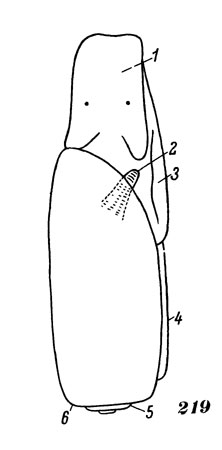 Рис. 219. Схема строения раковинного заднежаберного моллюска (отр. Cephalaspidea): 1 - головной шит, 2 - жабра, 3 - боковые выросты ноги - параподии, 4 - наружная губа раковины, 5 - завиток раковины, 6 - плечо раковины