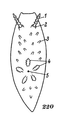 Рис. 220. Схема строения безраковинного заднежаберного моллюска (отр. Nudibranchia): 1 - задние щупальцы - ринофоры, 2 - ринофоральный карман, 3 - папиллы, 4 - жабры, 5 - анальное отверстие