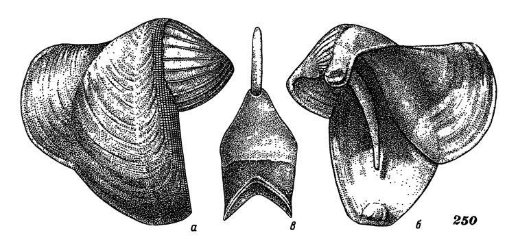 Рис. 250. Корабельный червь, правая: створка раковины: а - вид снаружи, б - изнутри, в - палетка