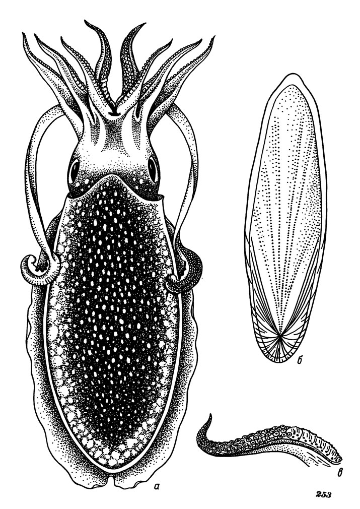 Рис. 253. Японская каракатица: а - общий вид, б - раковина, в - гектокотиль