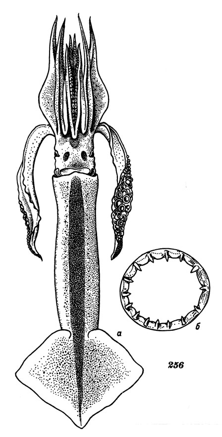 Рис. 256. Тихоокеанский кальмар: а - общий вид, б - хитиновое кольцо крупной присоски булавы щупальца