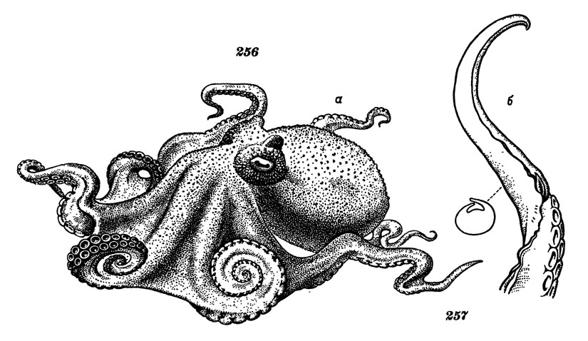Рис. 257. Гигантский осьминог: а - общий вид, б - гектокотиль и его поперечный разрез
