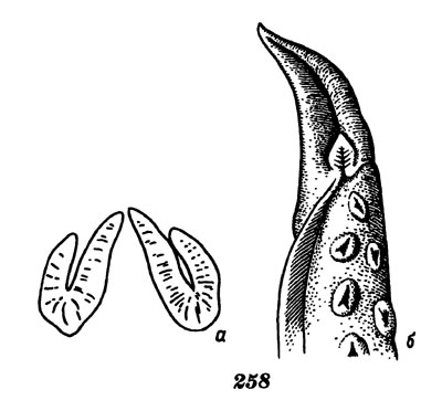 Рис. 258. Песчаный осьминог: а - вороночный орган, б - гектокотиль