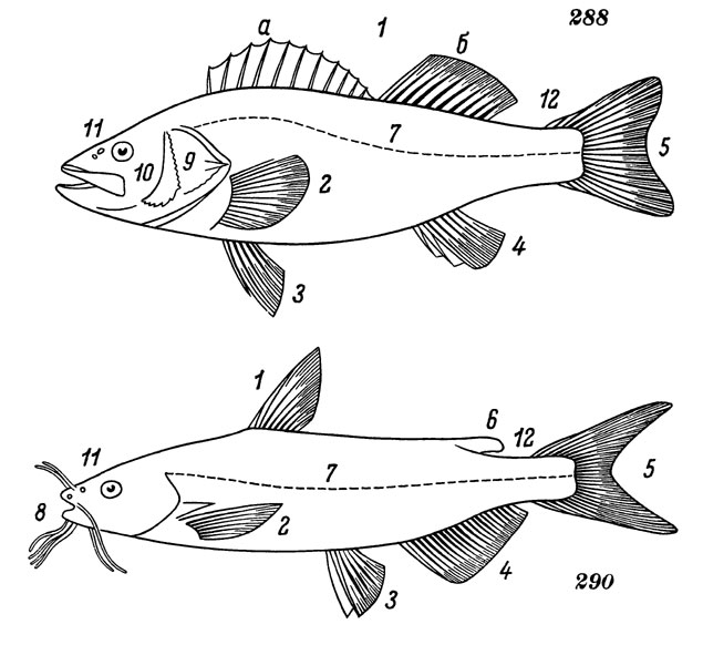 Лекция 11. Подтип Позвоночные (Vertebrata), Надкласс Рыбы (Pisces)