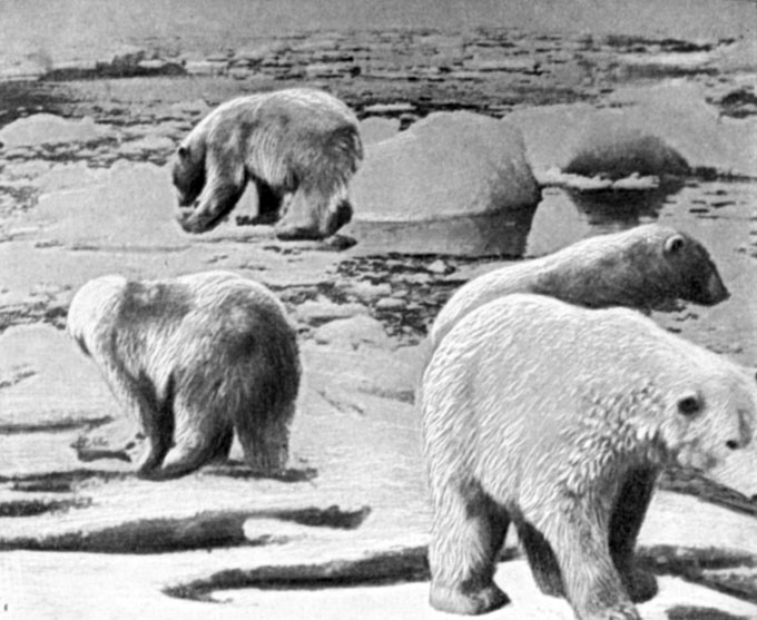 Эти  белые  медведи,  находящиеся  на  паковом  льду  между   Сибирью и Аляской, только что прикончили всю без остатка тушу кита