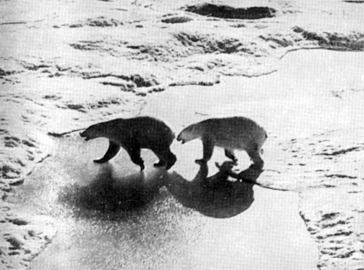 Медведи на паковом льду в период спаривания ранней весной
