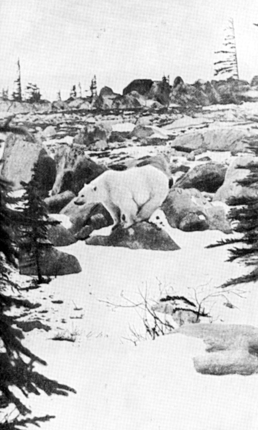 Белых медведей очень редко можно встретить в лесистой местности - они предпочитают держаться у побережья, эта  фотография  была  снята на  берегу   Гудзонова   залива
