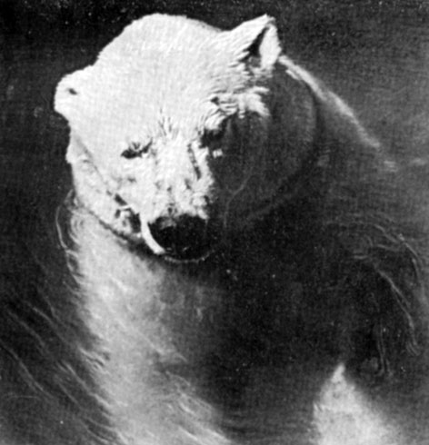 В воде белый медведь столь же беззащитен, как тюлень на льду