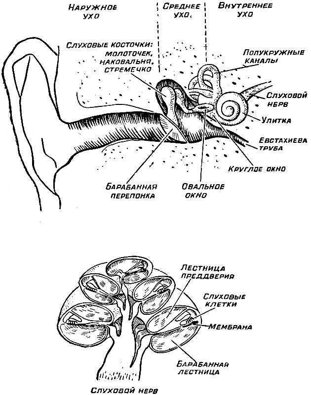Этот рисунок дает представление об устройстве уха человека. Внизу показана в разрезе улитка