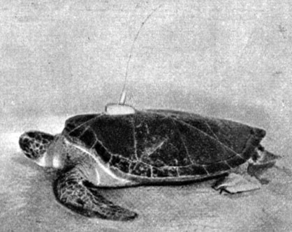 Уменьшение размеров радиоаппаратуры позволило укрепить достаточно мощный радиопередатчик на панцире морской черепахи. Это поможет следить за ее странствиями с помощью радиопеленгаторов