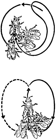 Сверху - фигура кругового танца, внизу - виляющего танца