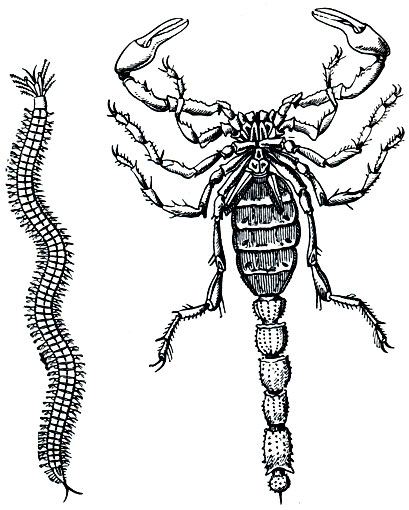 Рис. 6. Примеры истинной метамерии: слева - гомономная (полихета); справа-гетерономная (скорпион)
