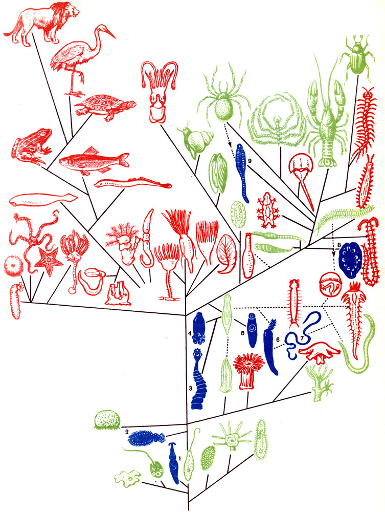 Таблица 1. Распространение паразитизма в разных группах животных. На генеалогическомдреве синим цветом изображены классы, целиком состоящие из паразитов, зеленым - классы, содержащие наряду со свободно живущими, также и паразитические формы, и красным - классы, образованные исключительно свободноживущими видами. 1 - Gregarina; 2 - Mesozoa; 3 - Cestodes; 4- Monogenea; 5 - Digenea; 6 - Acanthocephala; 7- Nematodes; 8 - Myzostomida; 9 - Pentastomida
