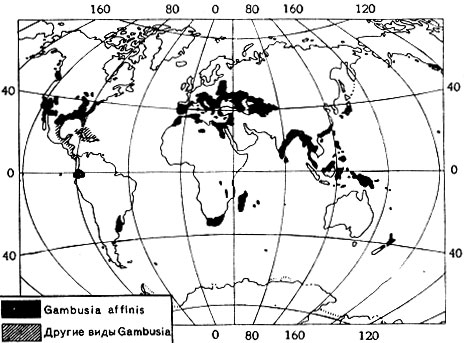 Рис. 8. Распространение североамериканской рыбки гамбузии по земному шару