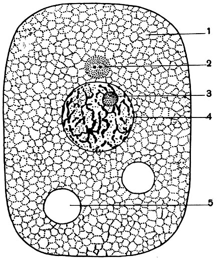 Рис. 15. Схема строения клетки по Вильсону, как она представлялась в начале 20-х годов этого столетия: 1 - цитоплазма; 2 - центросома; 3 - ядрышко; 4- ядро; 5 - вакуоли