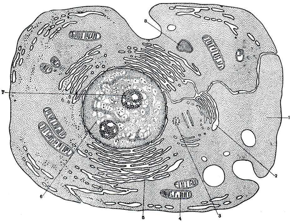 Рис. 16. Схема строения клетки, по современным данным, с учетом электронномикроскопических исследований: 1 - цитоплазма; 2 - Аппарат Гольджи; 3 - центросома; 4 - митохондрии; 5 - эндопластическая сеть; 6 - ядро; 7 - ядрышко; 8 - лизосомы