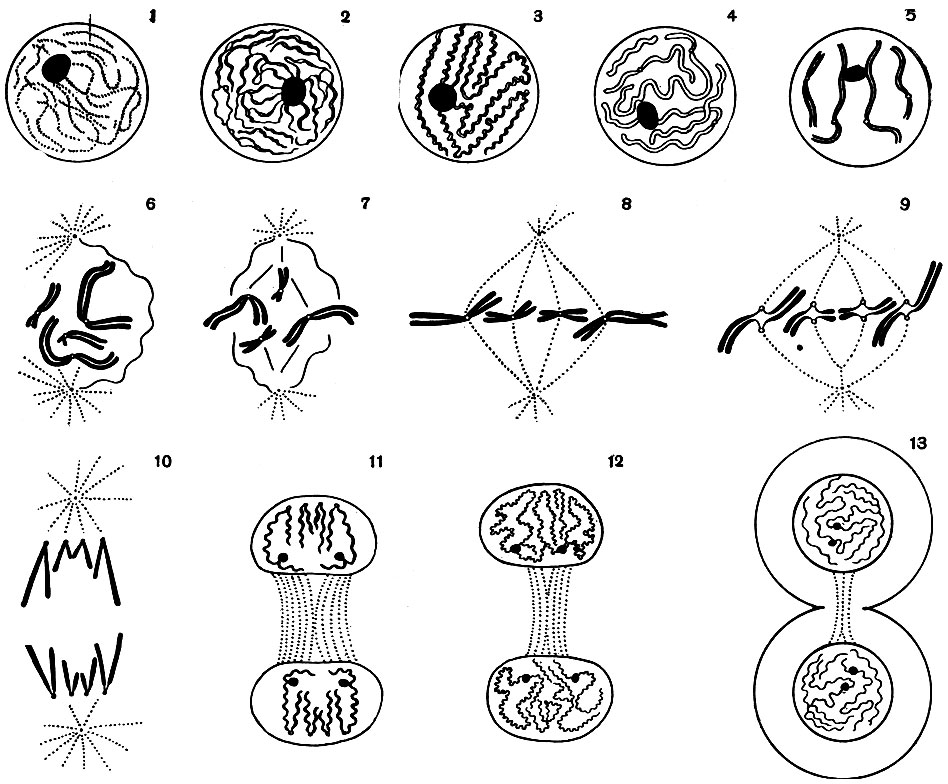 Рис. 18. Схема митотического деления клетки: 1 - неделящееся ядро; 2-6 - последовательные этапы изменения ядра в профазе; 7-9 - метафаза; 10 - анафаза; 11 -13 - телофаза