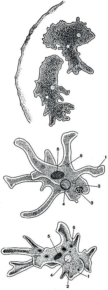 Рис. 23. Амебы в капле воды (Amoeba proteus) (вверху)