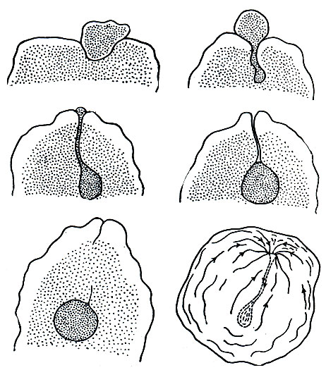 Рис. 25. Последовательные стадии заглатывания пищи амебой (Amoeba terricola)
