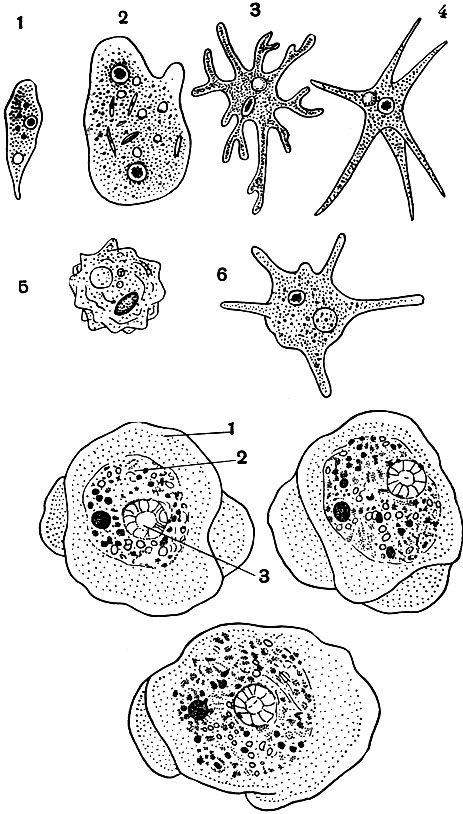 Рис. 26. Разные виды амеб с различной формой псевдоподий: 1 - Amoeba limax; 2 - Pelomyxa binucieata; 3 - Amoeba proteus; 4 - Amoeba radiosa; 5 -Amoeba verrucosa; 6 - Amoeba polypodia (вверху)