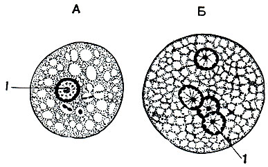 Рис. 29. Стадии инцистирования дизентерийной амебы (Entamoeba histolytica): А - одноядерная предцистная форма; Б - че-тырехъядерная циста. 1 - ядра