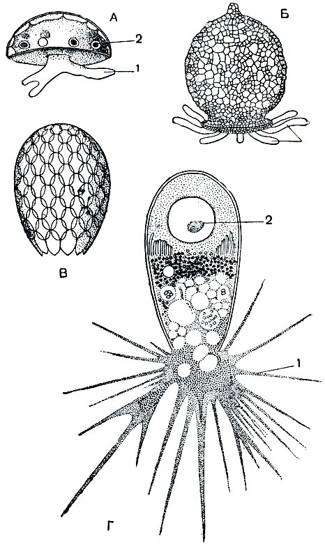 Рис. 30. Разные виды раковинных корненожек:: А - Arcella; Б - Difflugia; В - Euglypha - раковинка; Г - Euglypha с псевдоподиями. 1 - псевдоподии; 2 - ядро